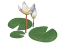 LILY Brand Names