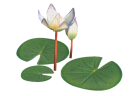White_Water_Lily_(skill_node)